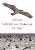 Wildlife am Bodensee - Die Vögel